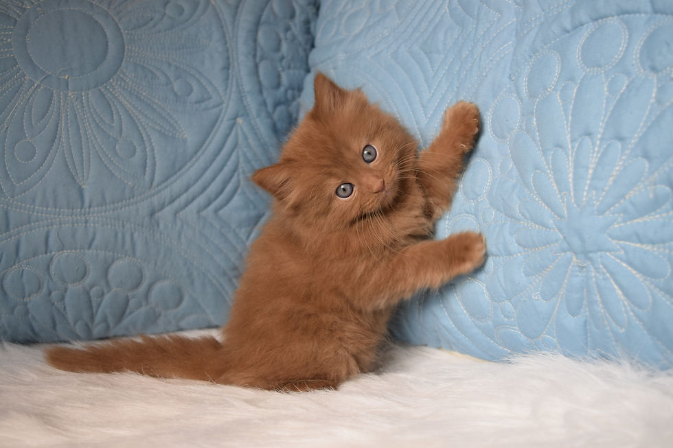 The Stunning Cinnamon Ragdoll Cat: Characteristics and Care