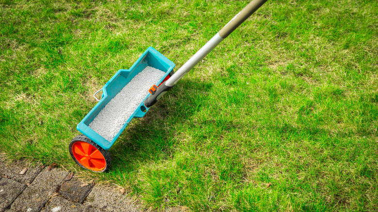 Weed and Feed: Are These Lawn Care Products Harmful to Pets?