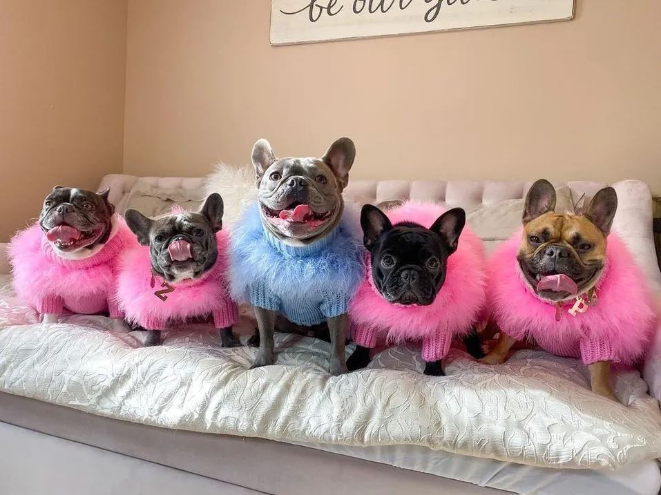 Best Clothes for French Bulldogs: Fashionable & Functional Outfits