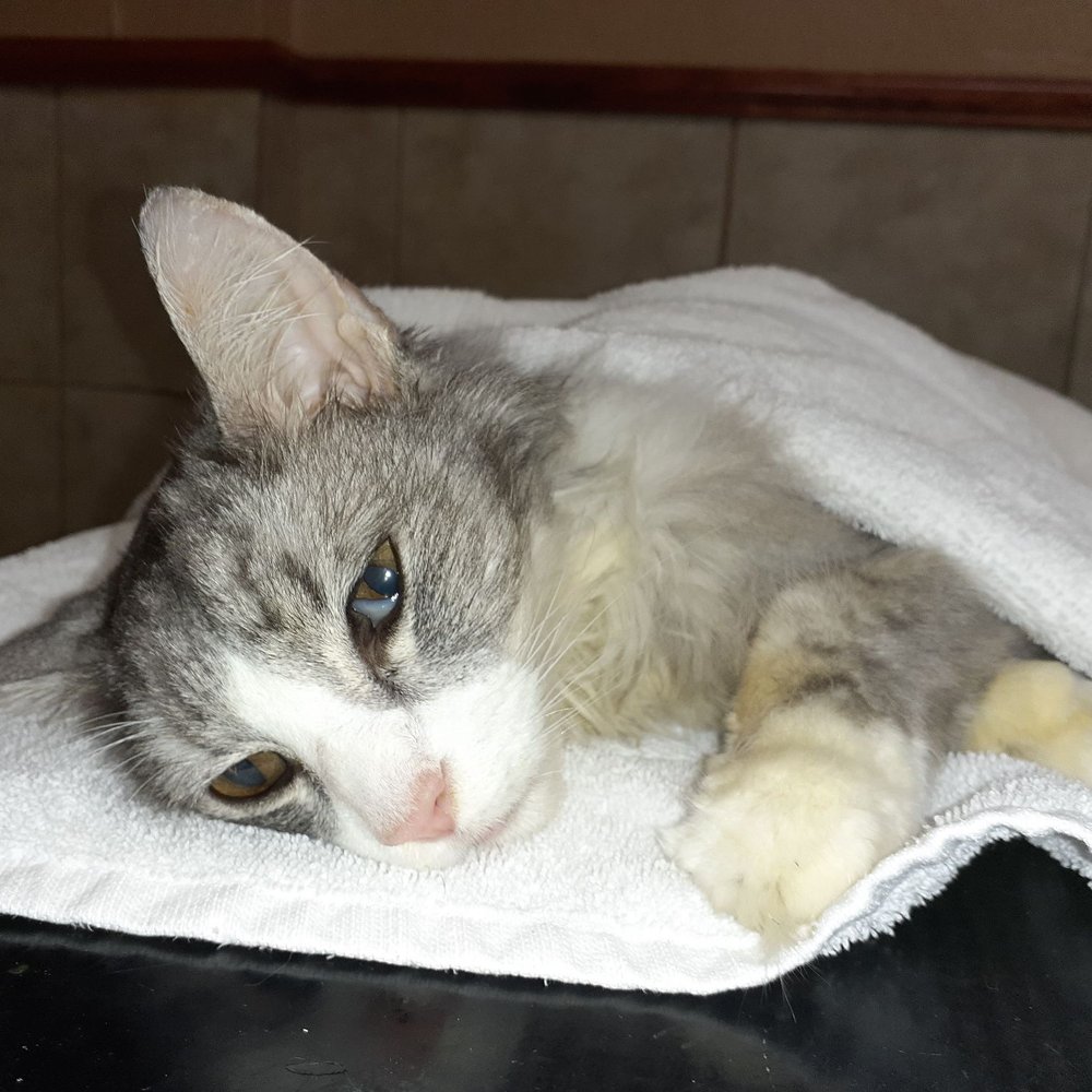 Top Vet Clinics Offering Cat Declawing Near Me – Is It Safe?