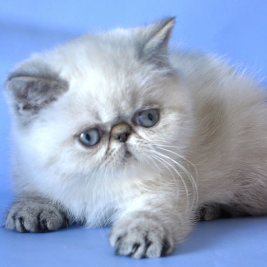 Stunning Persian Cats for Sale: Find Your Perfect Companion