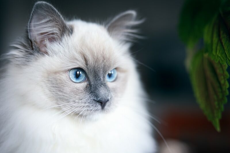 Everything You Need to Know About the Blue Ragdoll Cat Breed