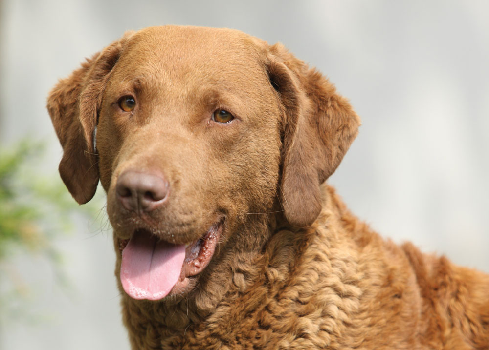 Discover the Chesapeake Bay Labrador Retriever: A Loyal and Active Companion