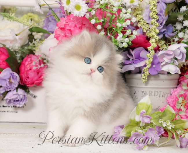 Stunning Persian Cats for Sale: Find Your Perfect Companion