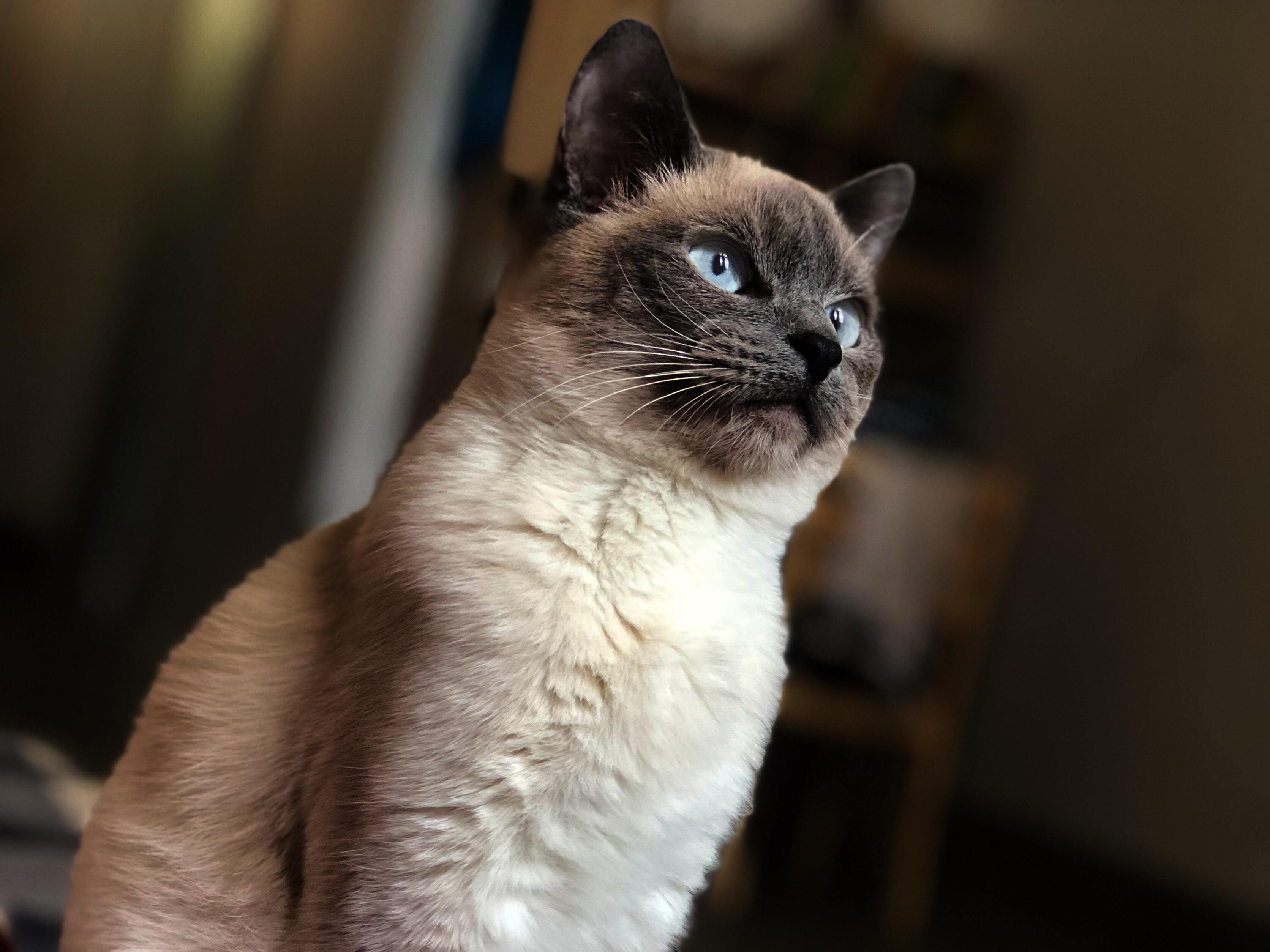 The Unique Charm of the Applehead Siamese Cat