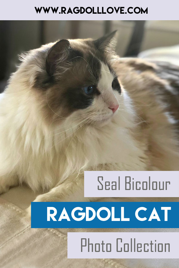 The Beauty of Seal Bicolor Ragdoll Cats: A Guide to Their Colors and Features
