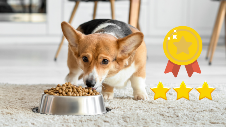 What to Feed Your Pembroke Welsh Corgi: Top Food Choices for Happy, Healthy Dogs