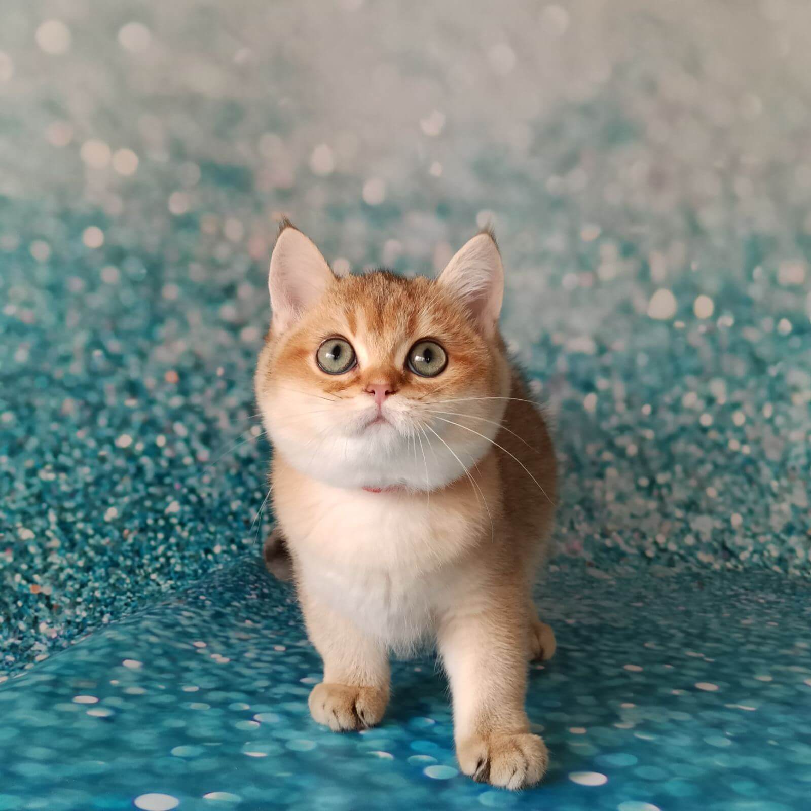 Trusted British Shorthair Cattery: Premium Kittens with Pedigree for Sale