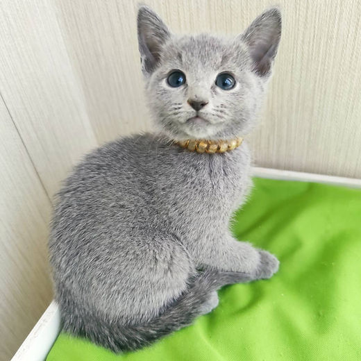 Russian Blue Kittens for Sale – Beautiful Silver Fur, Purebred and Well-Socialized