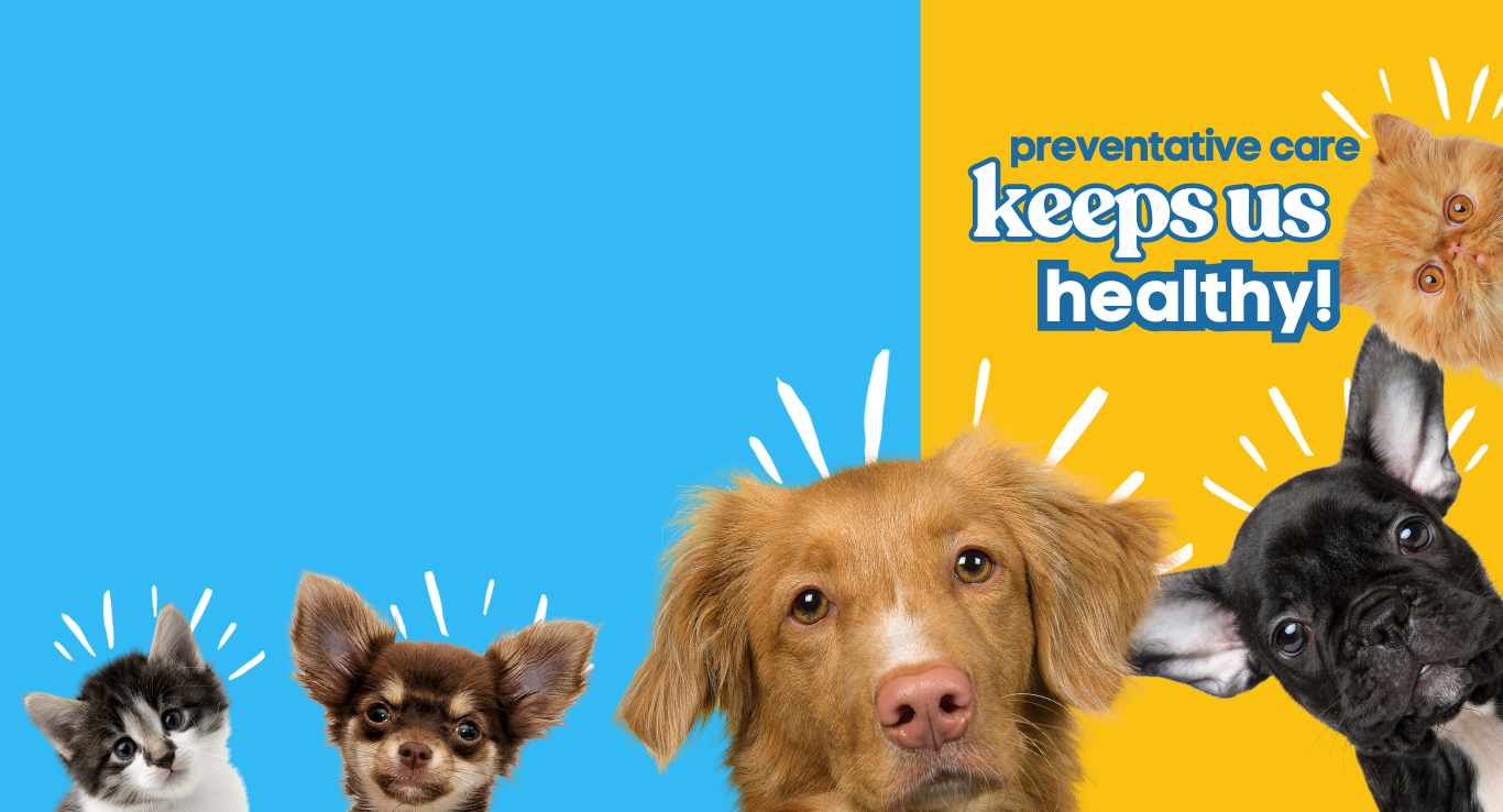 Affordable Pet Vaccine Clinics at Pet Supplies Plus: Protect Your Pet Today!