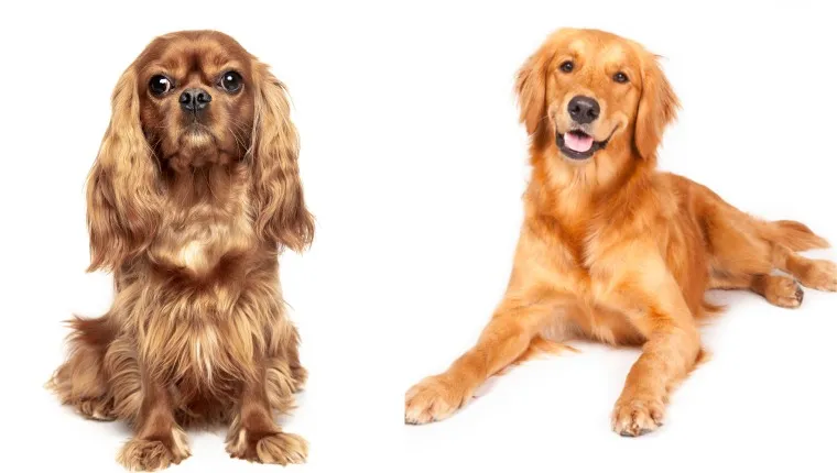 The Golden Cavalier: A Perfect Mix of Golden Retriever and Cavalier King Charles Spaniel