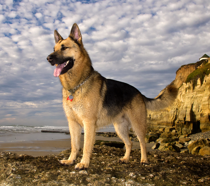White German Shepherd Puppies for Sale Near Long Beach, Washington – Find Your Perfect Companion