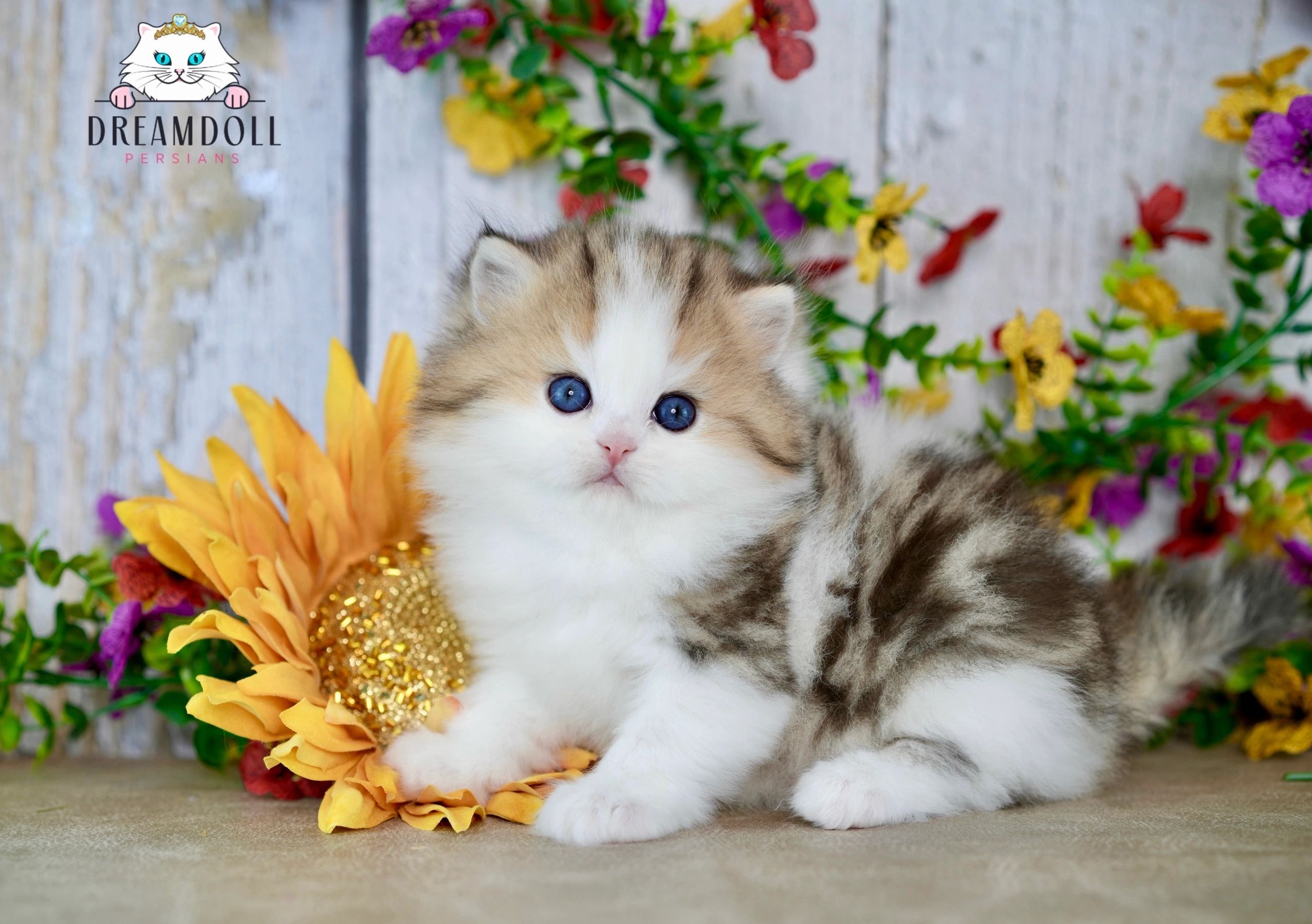 Top Persian Cat Breeders Near Me: Find Healthy Kittens for Sale