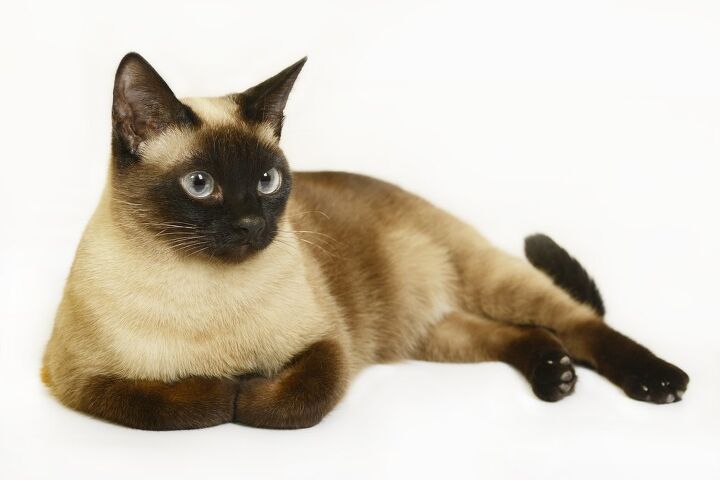 Discover the Siamese Mixed Cat: Personality, Appearance, and Care Tips