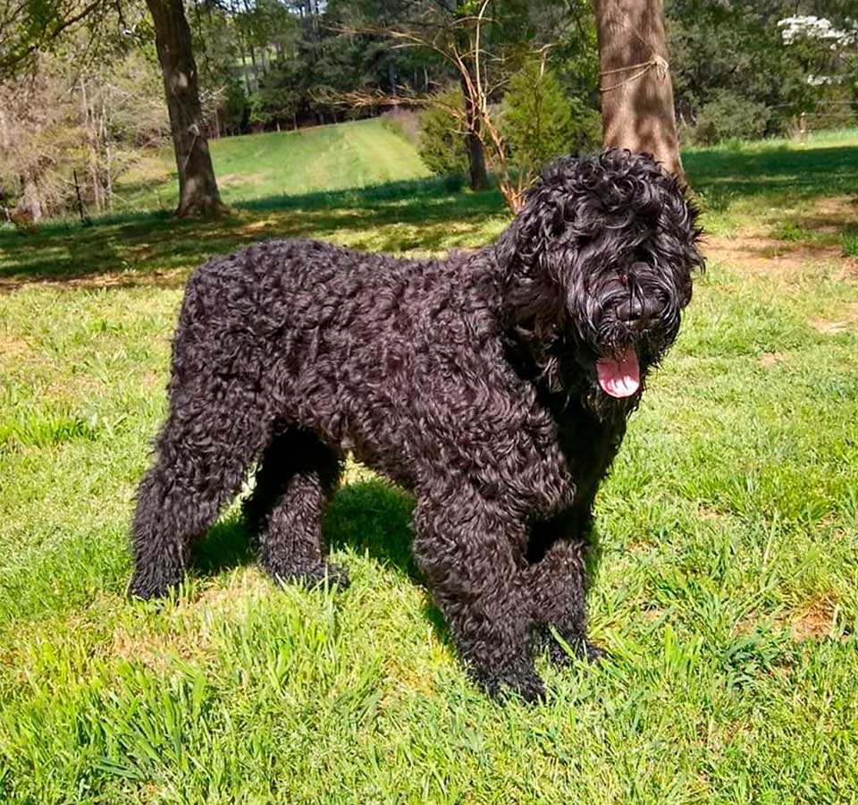 Best Dog Kennels for Black Russian Terrier: Find the Perfect Fit
