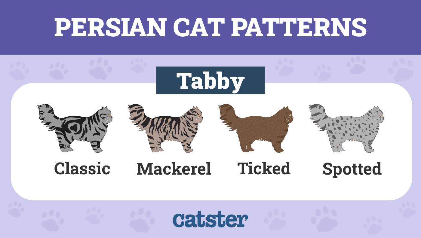 persian cat color chart