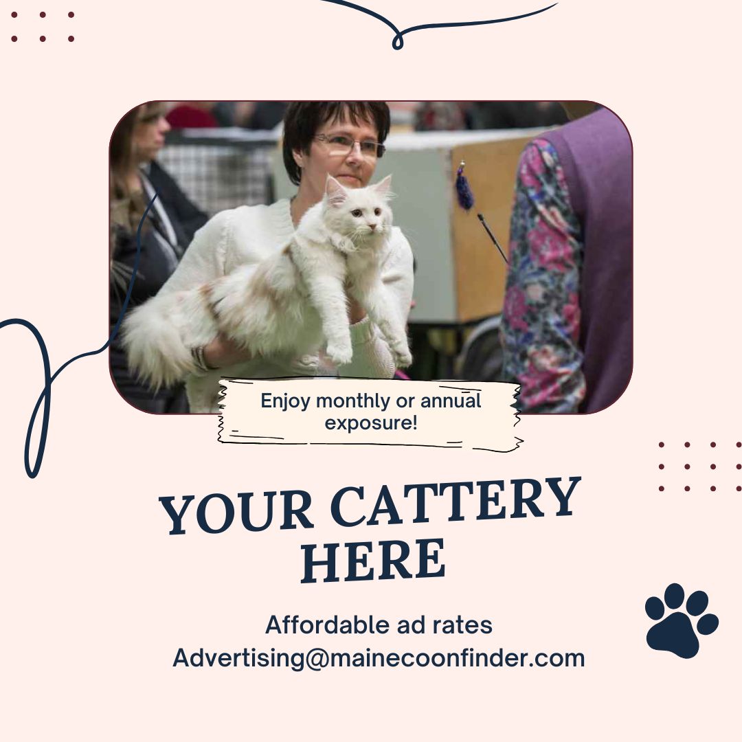 Caring for Your Maine Coon: Tips from a Washington State Cattery