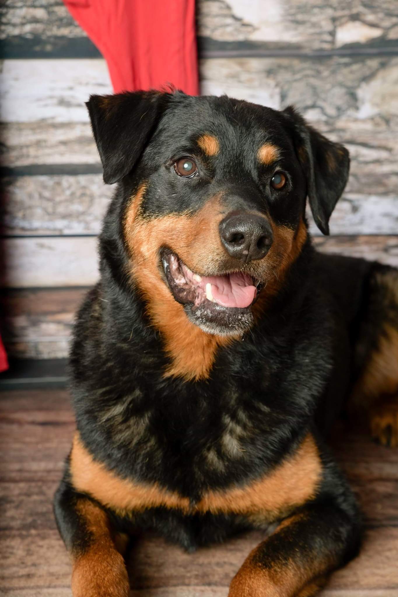 Adopt a Rottweiler for Free: Top Resources for Finding Rottweilers