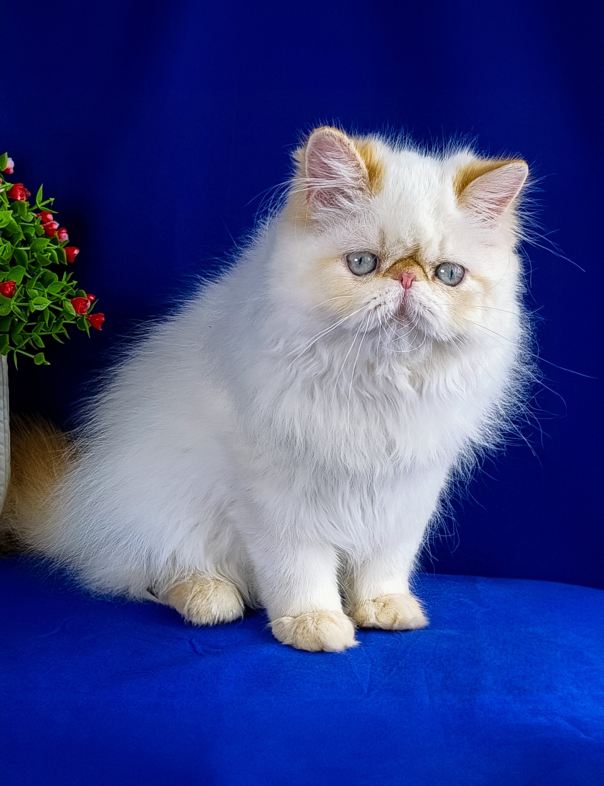Buy Persian Cats Online: Find Purebred Persian Kittens for Sale