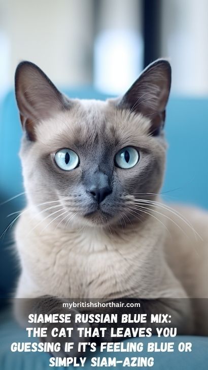 Siamese Russian Blue Mix Cats: What Makes Them Unique?