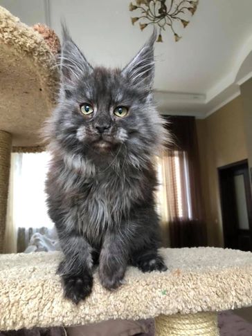 Maine Coon Cattery in PA: Find Top Breeders and Healthy Kittens for Sale