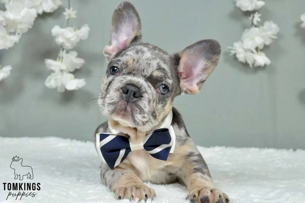 Popular French Bulldog Mix Breeds: Discover the Best Combinations