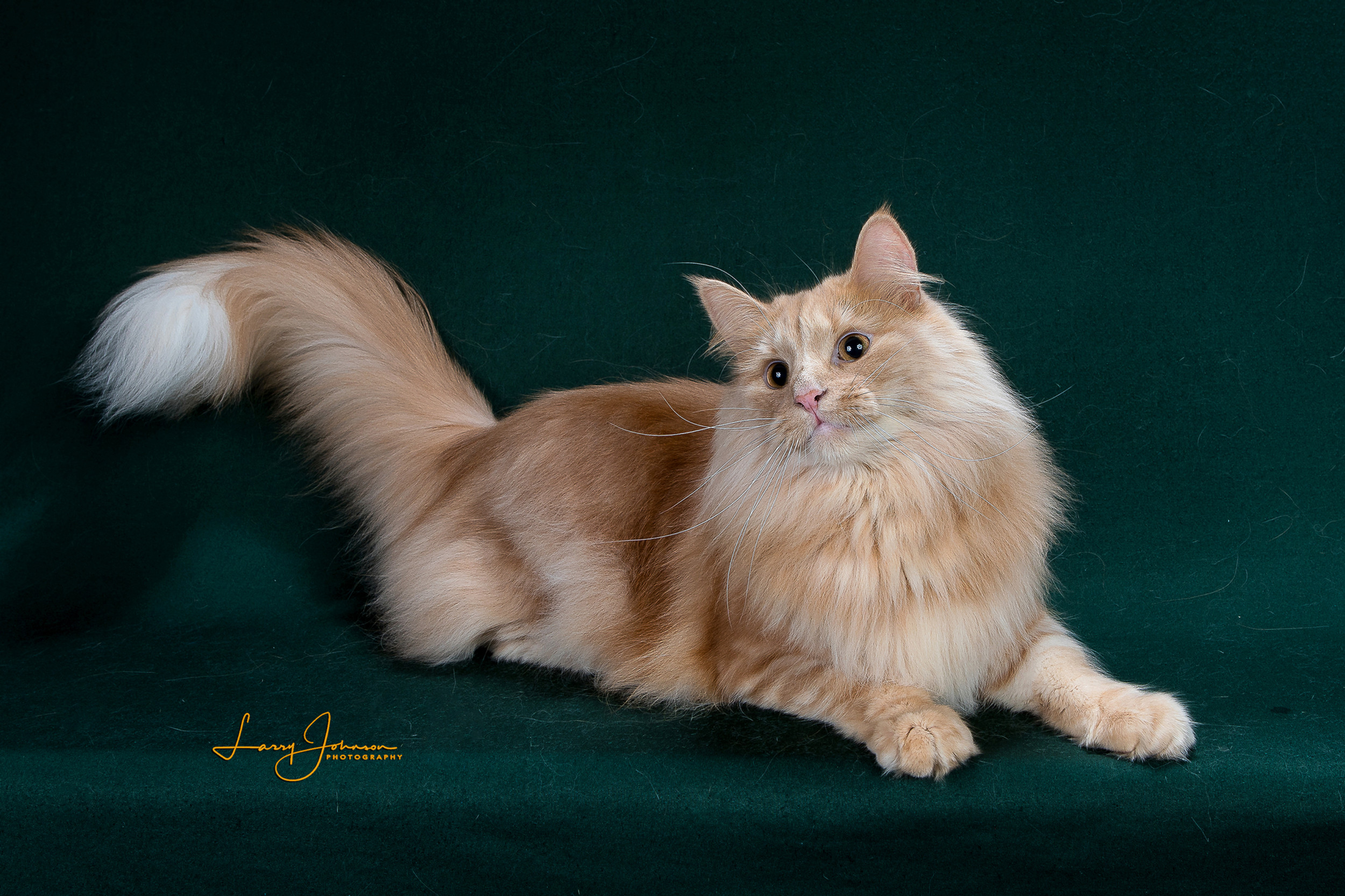 Forest Cattery: Home of Playful Norwegian Forest Cats