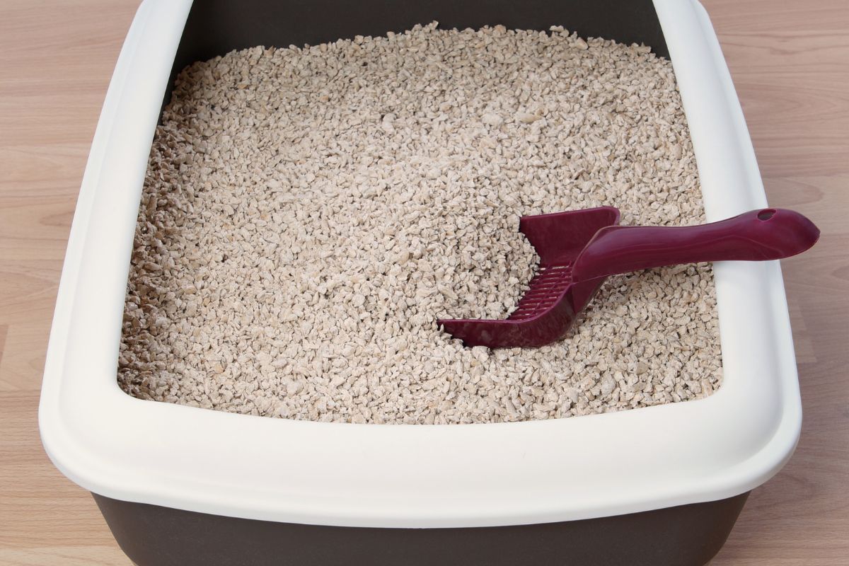 Can You Use Cat Litter as Perlite? Exploring the Truth