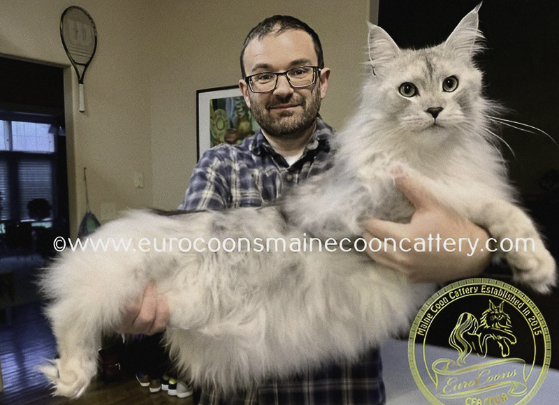 Top Maine Coon Cat Breeders in Maine: Find Healthy & Loving Kittens