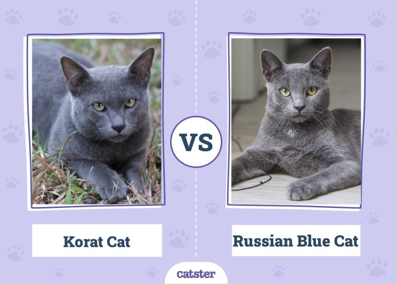 Comparing Korat Cats and Russian Blues: A Complete Guide
