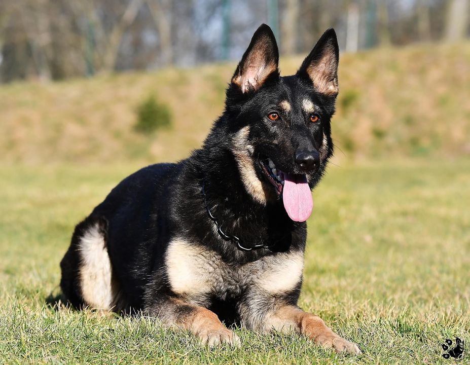 The Ultimate Guide to Female German Shepherds: Loyalty, Intelligence, and More