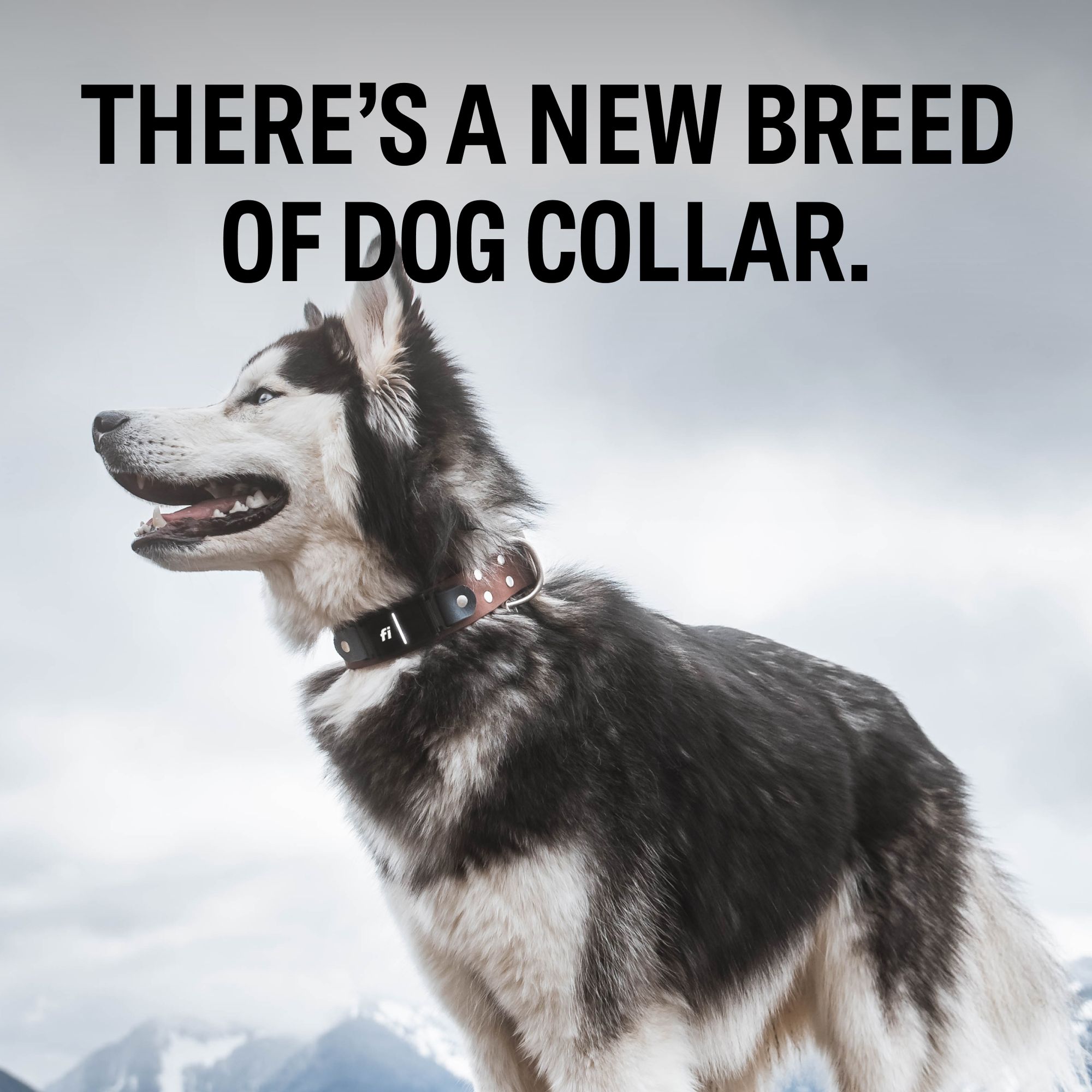 Why Is My Siberian Husky Not Eating? Common Causes and Solutions