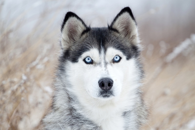 Why Siberian Huskies Thrive in Cold Weather: Key Facts You Need to Know