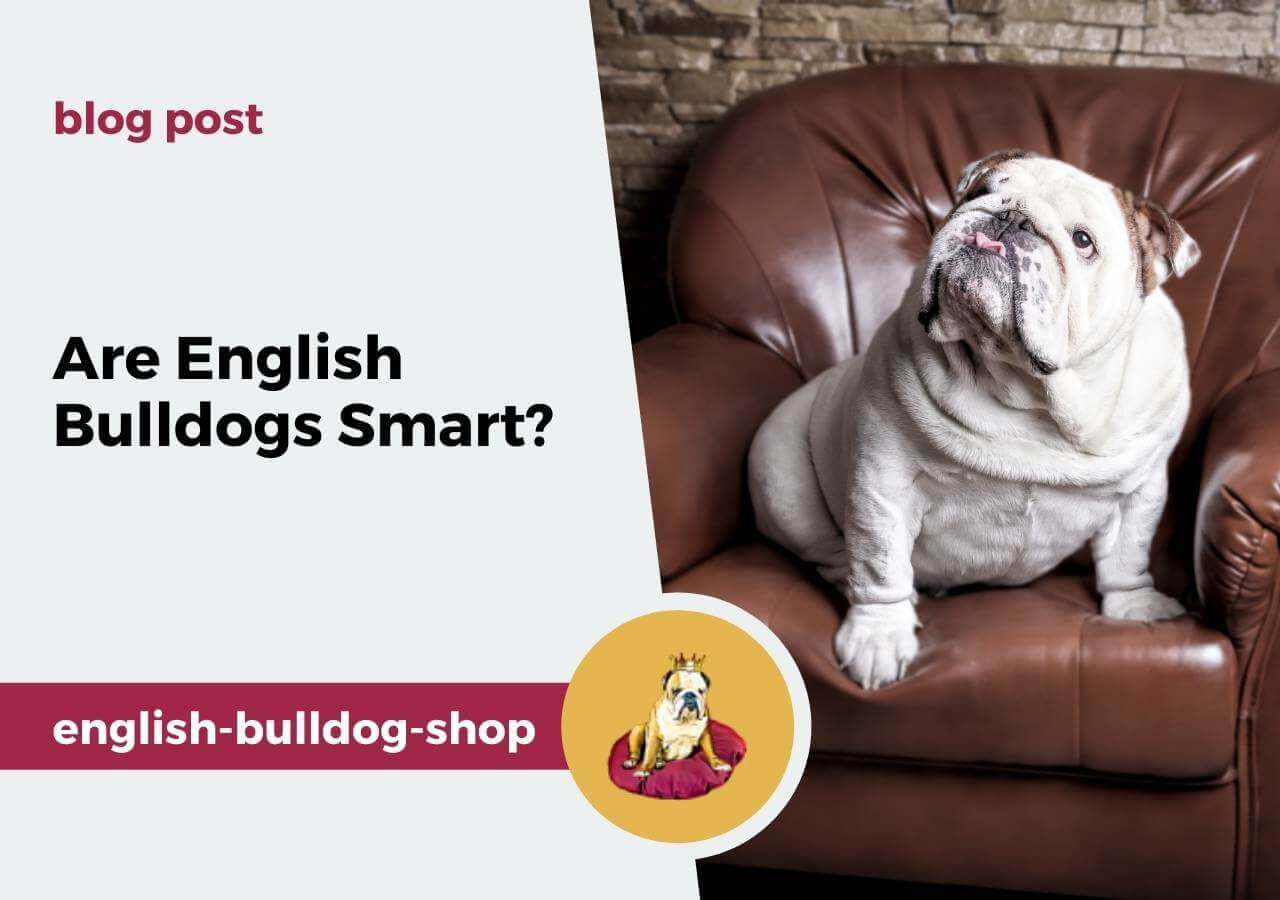 How Smart Are Bulldogs? A Look at Their Intelligence and Training Potential