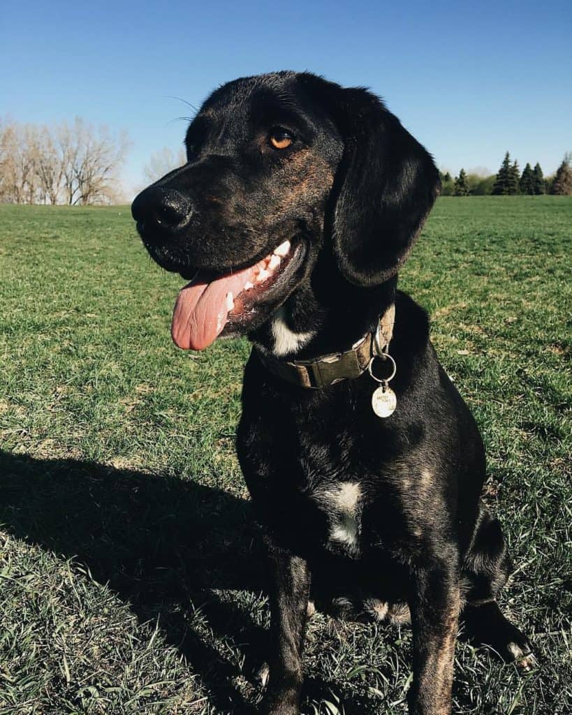 Everything You Need to Know About the Labrador Retriever Plott Hound Mix