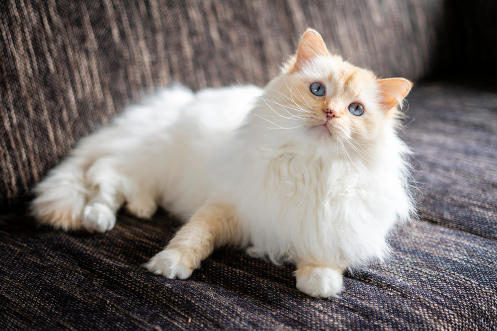 Lynx Point Ragdoll Cats: Gradient White Fur and Colorful Points