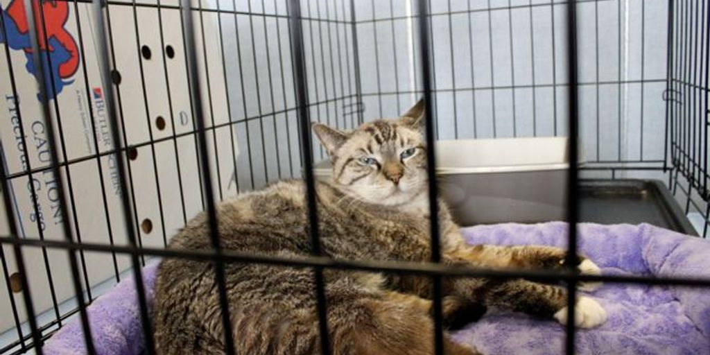 Top Catteries Near Me: Quality Boarding Services for Your Cat