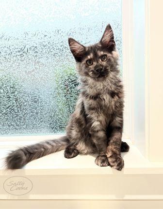 Top Maine Coon Cat Breeders in Maine: Find Healthy & Loving Kittens