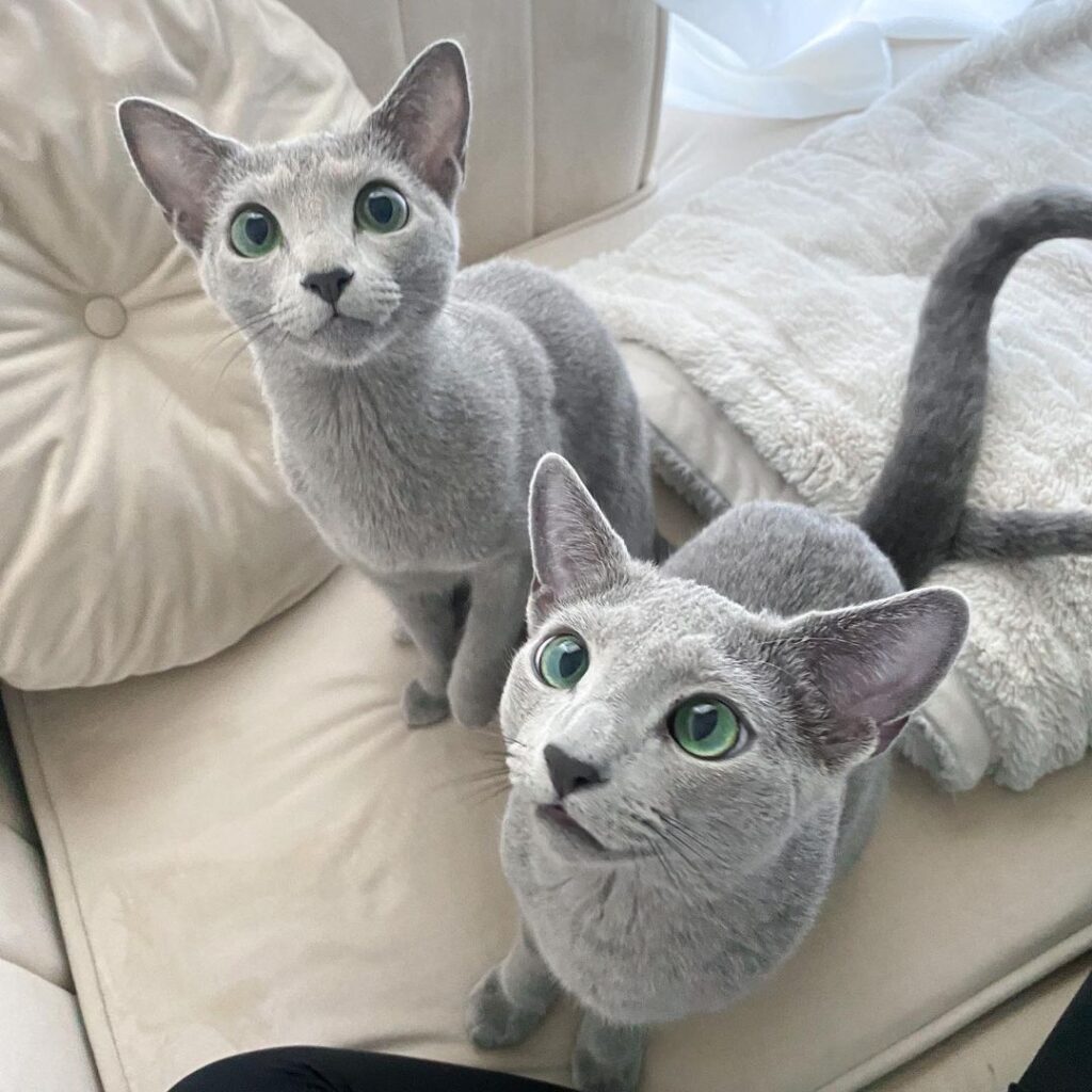Adopt a Russian Blue Cat for Sale: Healthy & Hypoallergenic Kittens