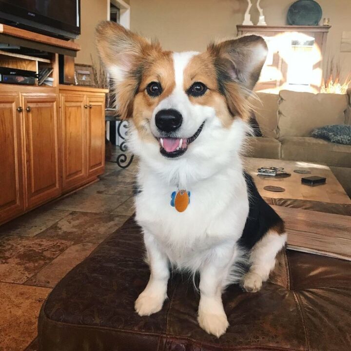 Auggie Dog Care: Raising a Happy and Healthy Corgi Aussie Mix