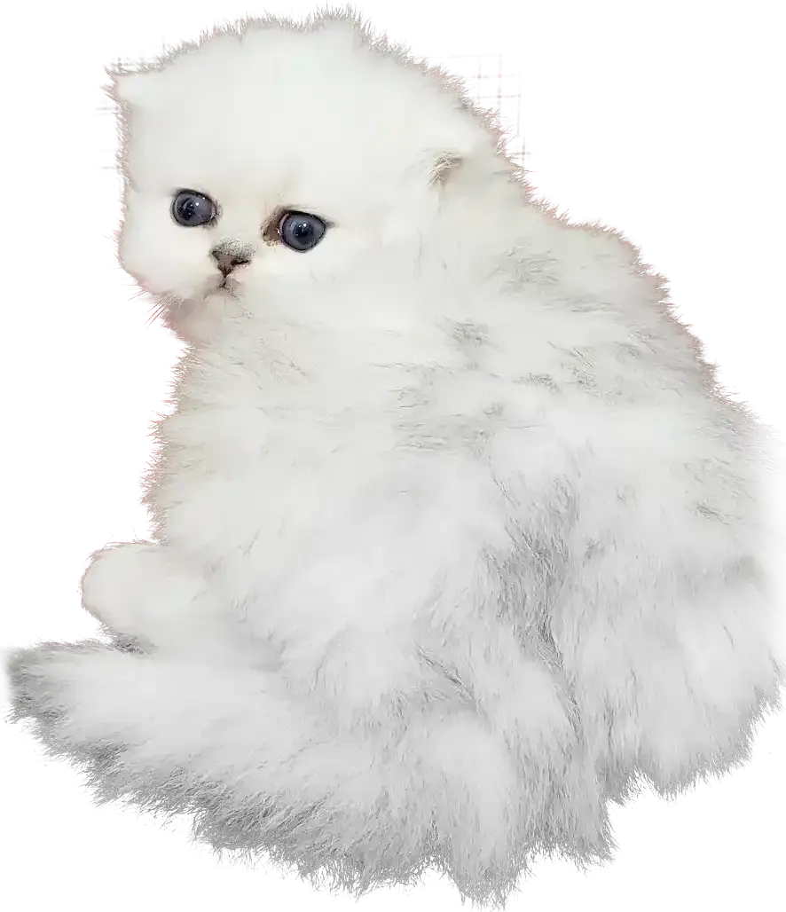 Buy Persian Cats Online: Find Purebred Persian Kittens for Sale