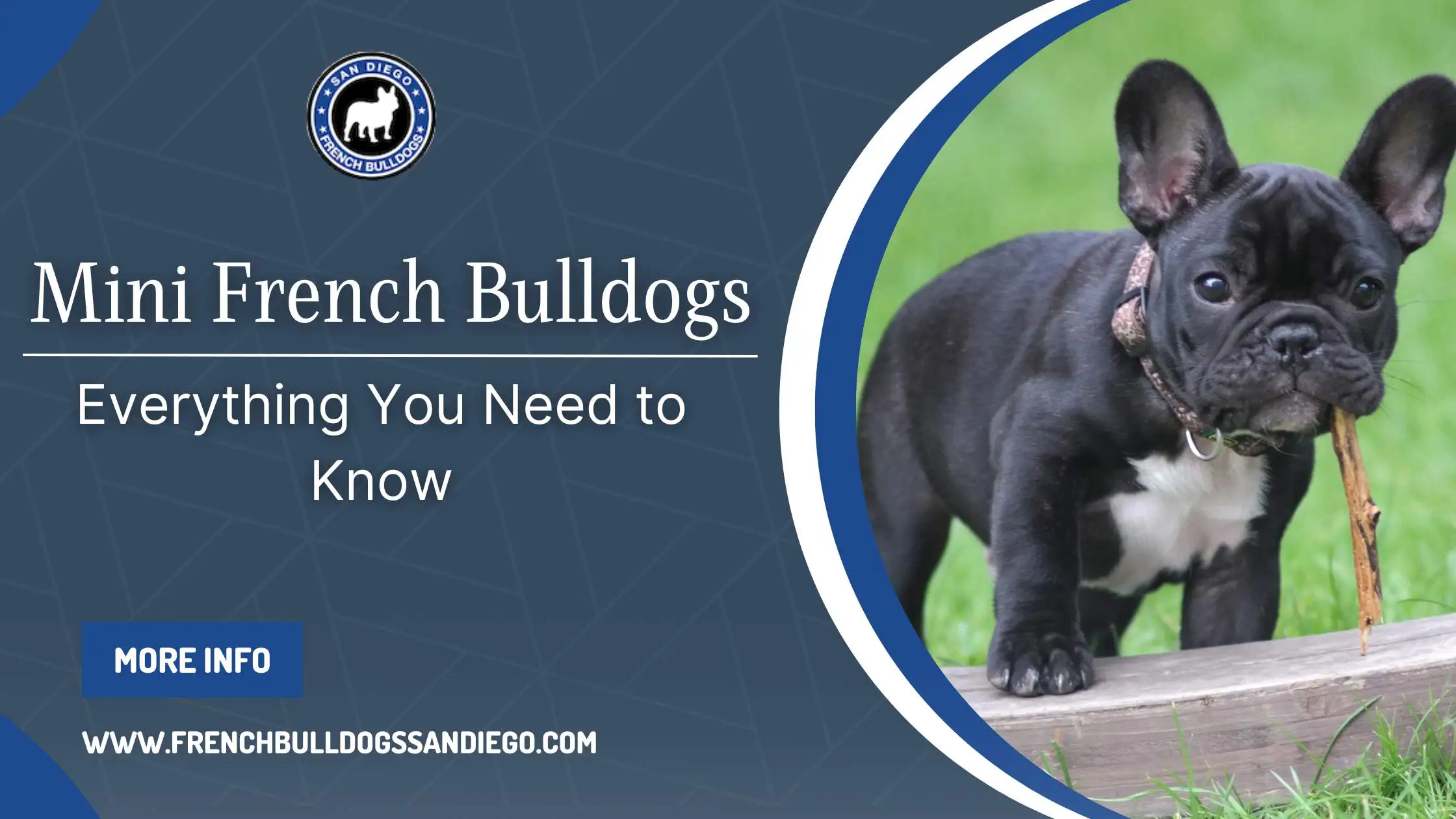 Everything You Need to Know About Mini French Bulldogs: Size, Health, and Care