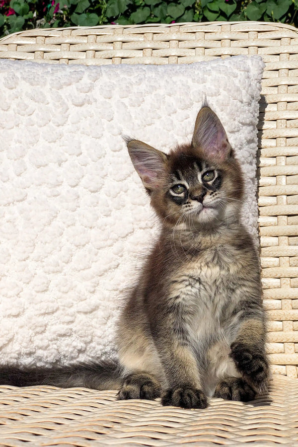 Giant Maine Coon Cats for Sale: Find Your Perfect Kitten Today