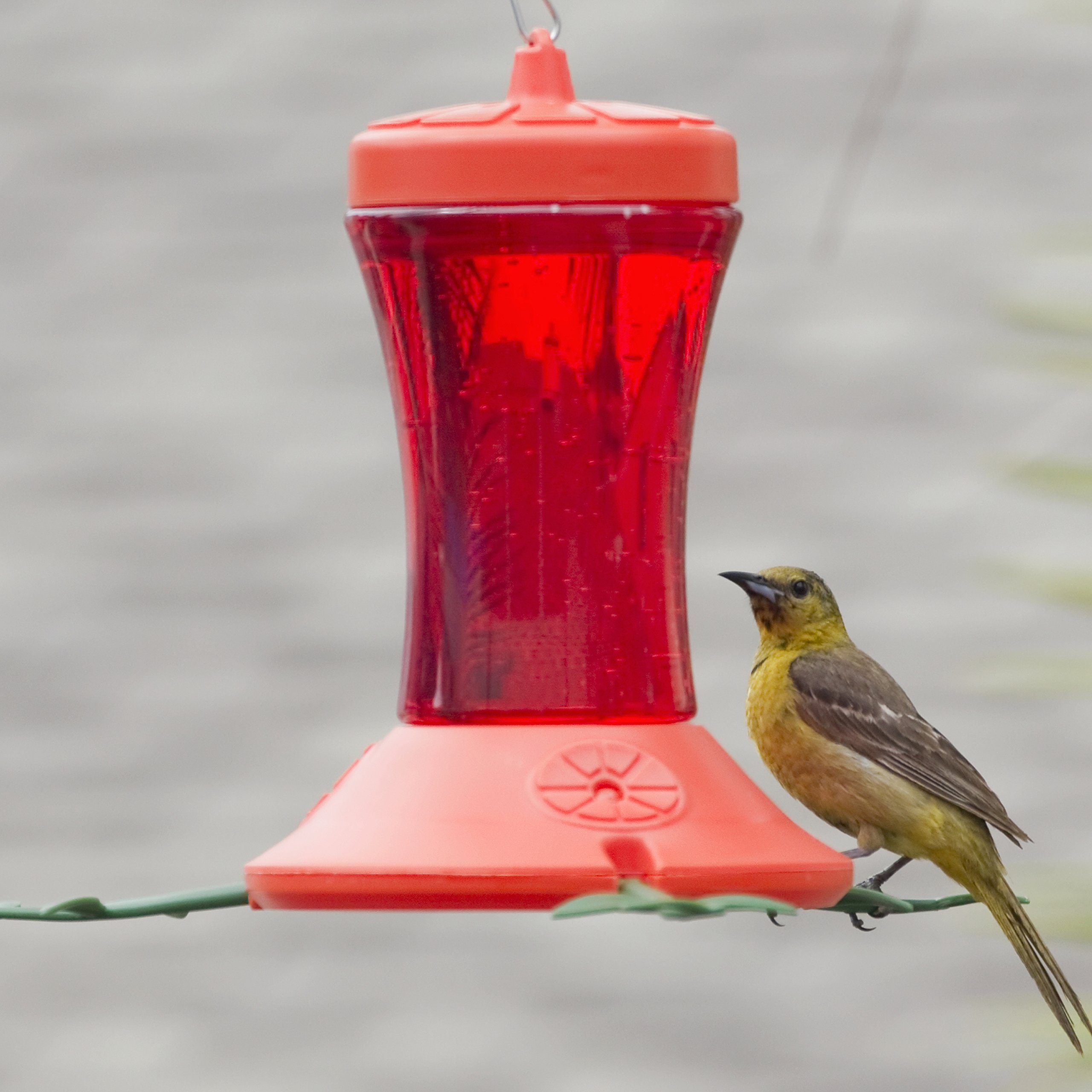 Buy Perky Pet Oriole Feeder Online – Best Prices & Deals
