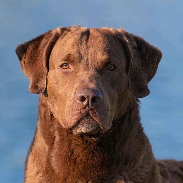 Discover the Chesapeake Bay Labrador Retriever: A Loyal and Active Companion