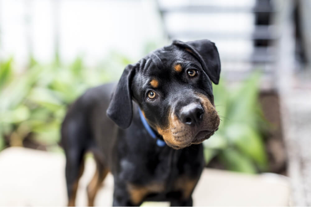 Top 5 Rottweiler Puppy Foods for Optimal Growth and Health