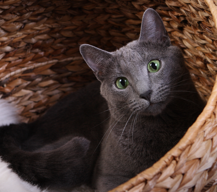 Find a Russian Blue Cat to Adopt: Loving Homes Needed Near Me