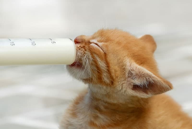 Pet Feeding Syringe Guide: How to Safely Feed Your Pet with a Syringe