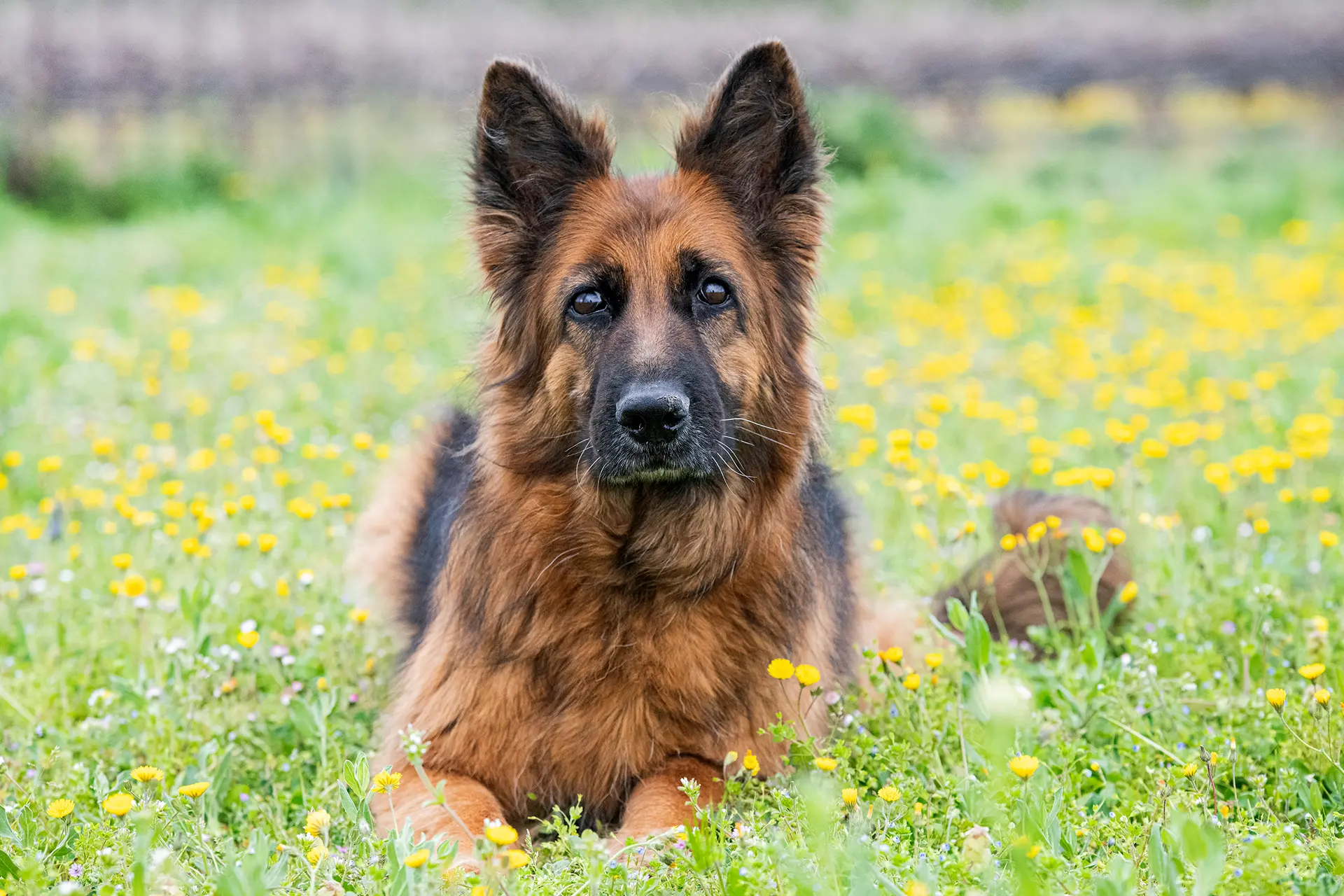 The Ultimate Guide to Female German Shepherds: Loyalty, Intelligence, and More