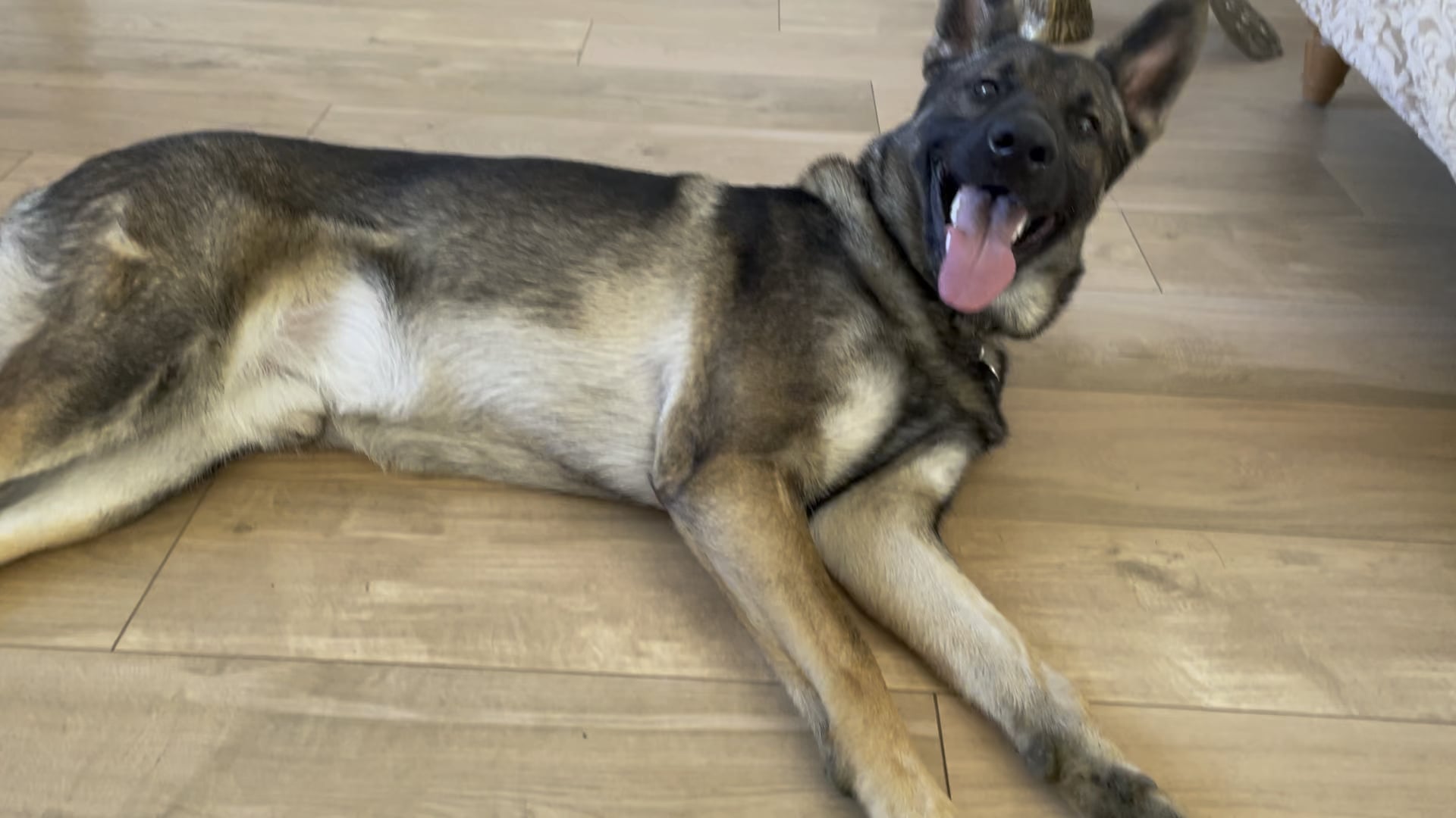 german shepherd breathing fast